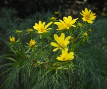 Leptosyne gigantea