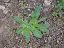 Hieracium argutum