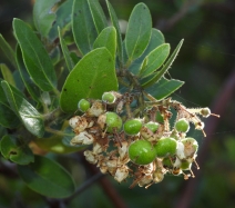 Arctostaphylos crustacea ssp. subcordata