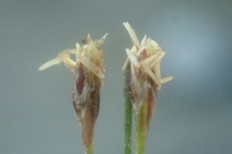 Eleocharis parvula