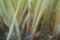 Eleocharis parvula