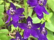 Delphinium patens