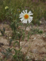 Layia pentachaeta ssp. albida