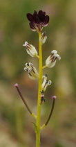 Caulanthus inflatus