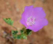Eremalche parryi ssp. kernensis