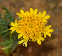 Chaenactis glabriuscula var. glabriuscula