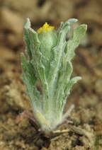 Lembertia congdonii