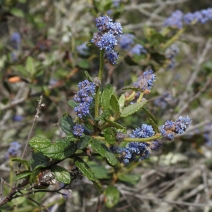Ceanothus thyrsiflorus var. obispoensis