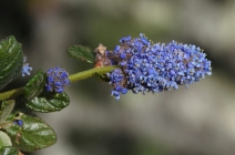 Ceanothus thyrsiflorus