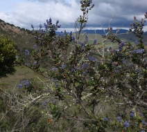 Ceanothus thyrsiflorus var. obispoensis