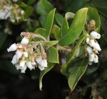 Arctostaphylos tomentosa ssp. daciticola
