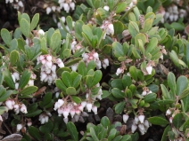 Arctostaphylos pumila