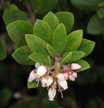 Arctostaphylos tomentosa ssp. tomentosa