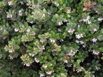Arctostaphylos tomentosa ssp. tomentosa