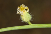 Streptanthus barbiger