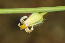 Streptanthus barbiger