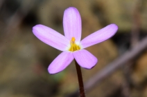 Leptosiphon latisectus