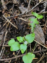 Montia diffusa