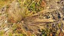 Calamagrostis foliosa