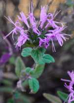 Monardella villosa ssp. villosa