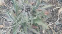 Hieracium argutum