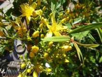 Hypericum canariense