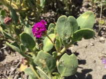 Abronia maritima