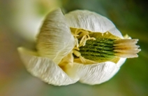 Platystemon californicus
