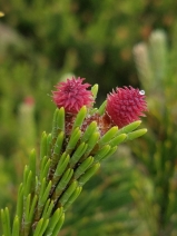 Pinus contorta