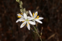 Chlorogalum angustifolium