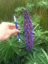 Lupinus polyphyllus var. polyphyllus