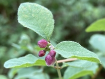 Symphoricarpos mollis