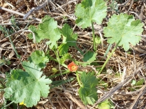 Modiola caroliniana