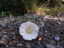 Calystegia collina ssp. oxyphylla