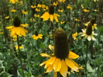 Rudbeckia californica