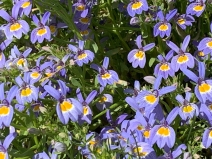 Downingia bacigalupii