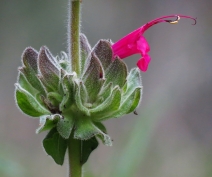 Salvia spathacea