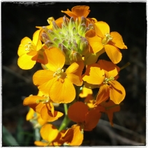 Erysimum capitatum