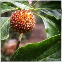 Cornus nuttallii