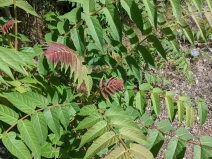 Ailanthus altissima