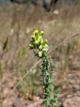 Senecio sylvaticus