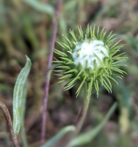 Grindelia camporum