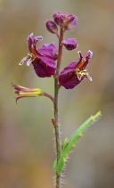 Streptanthus glandulosus ssp. pulchellus