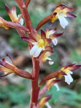 Corallorhiza maculata var. maculata