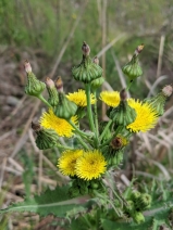 Sonchus asper