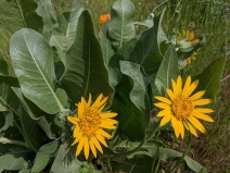 Wyethia glabra
