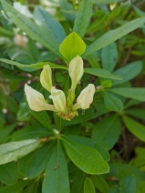 Rhododendron occidentale