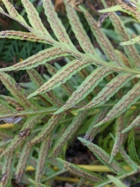 Woodwardia fimbriata