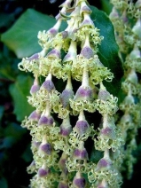 Garrya elliptica