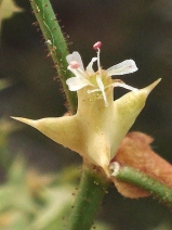 Centrostegia thurberi